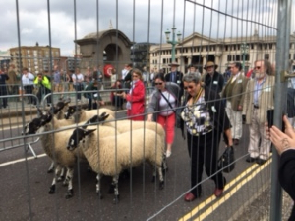 Sheep drive over Southwark Bridge  26 September 2021